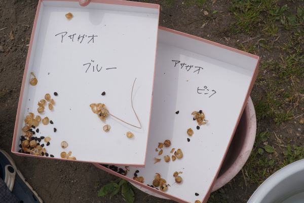 朝顔の種は、花の色ごとに…。
