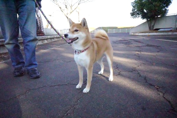 リボンちゃん。よく豆柴に間違われるそう。