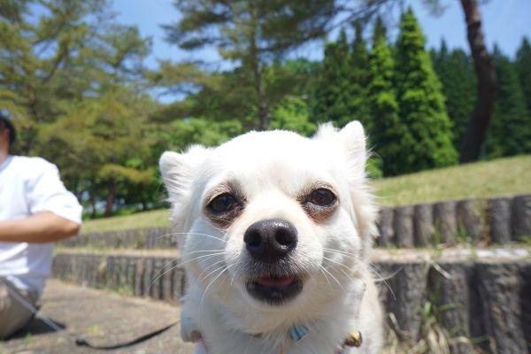 ロロちゃんはカメラに興味津々