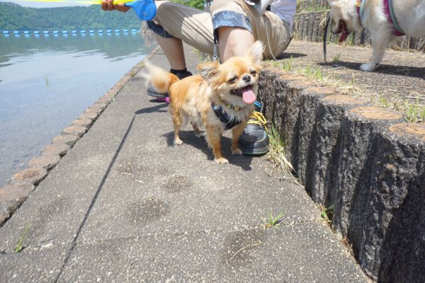 飼い主を守ろうと一生懸命。