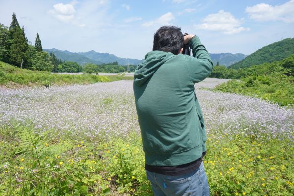 6月上旬が見頃の花畑へ。