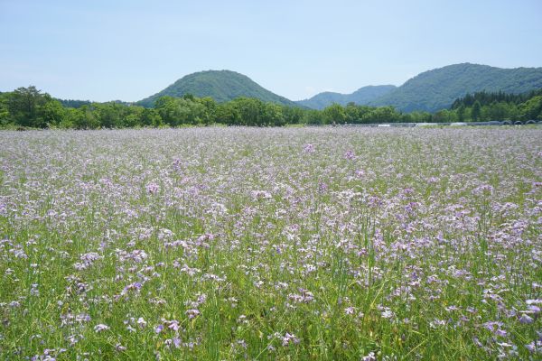 アザキ大根の花。