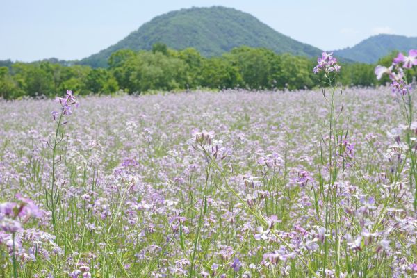 蕎麦畑に“雑草”として生えてくる。