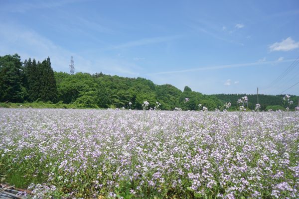 自生したものの大根は、商品にするには小さいそう。
