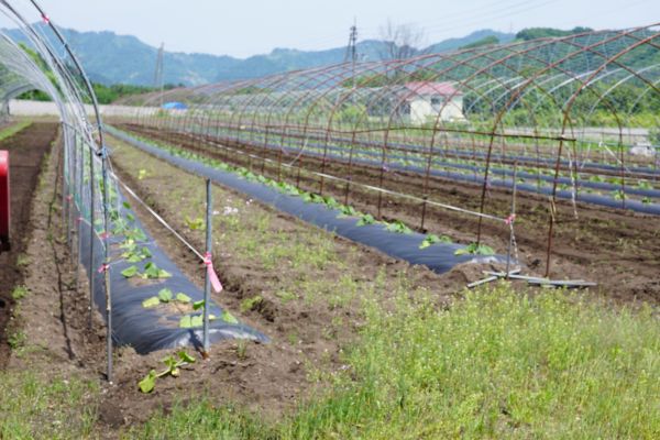 それ位生産に精通した男性の作ったものは、関東へ。