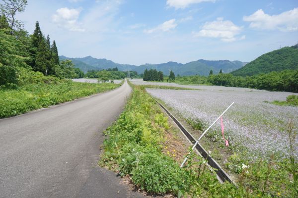 ほかにもアザキ大根の群生地が。