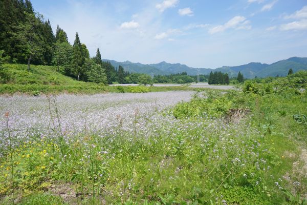 宮城からも人を呼ぶアザキ大根の花だった。