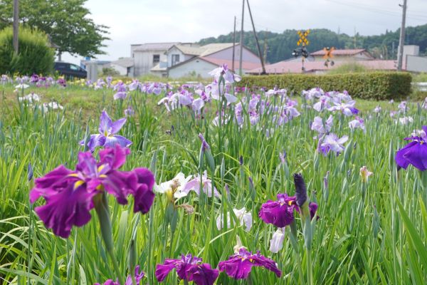 大鏑矢（おおかぶらや）神社そばには、花しょうぶ園も。
