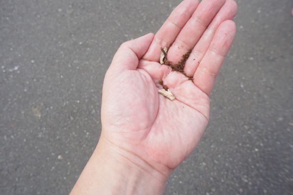 “宝物”木のかけらと、植木鉢の土を“お裾分け”。