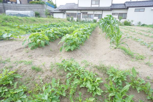 目の前の作物や…
