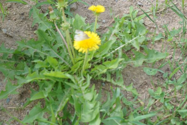 植物にやってくる虫や蝶を見る。