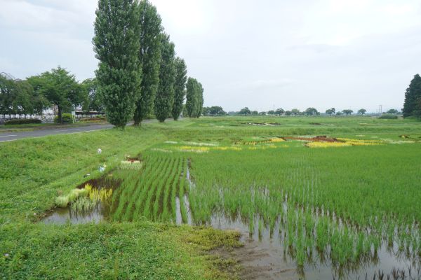 田んぼが広がる鏡石町。