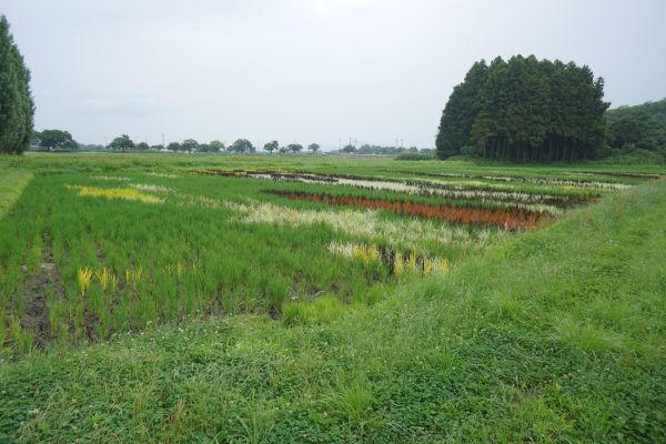 鏡石町名物“田んぼアート”を下から見た。