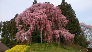 「合戦場（かっせんば）のしだれ桜」。