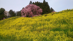 桜の咲いている所から土手をおりると、こんな絶景が！