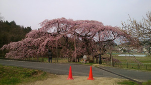 「中島の地蔵桜」。