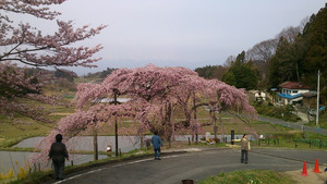 上り坂から撮影。桜の上部にうっすらと安達太良連峰が…肉眼では見えた。