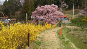 桜を横から撮影。レンギョウと綺麗なコントラストを見せる。