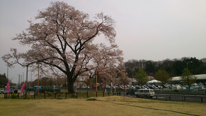 「万燈（まんとう）桜」。福島方面が奥。