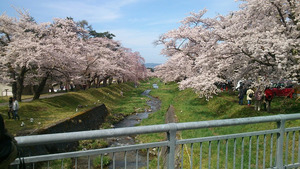 観音寺川の桜。上流の橋から下流を眺める。