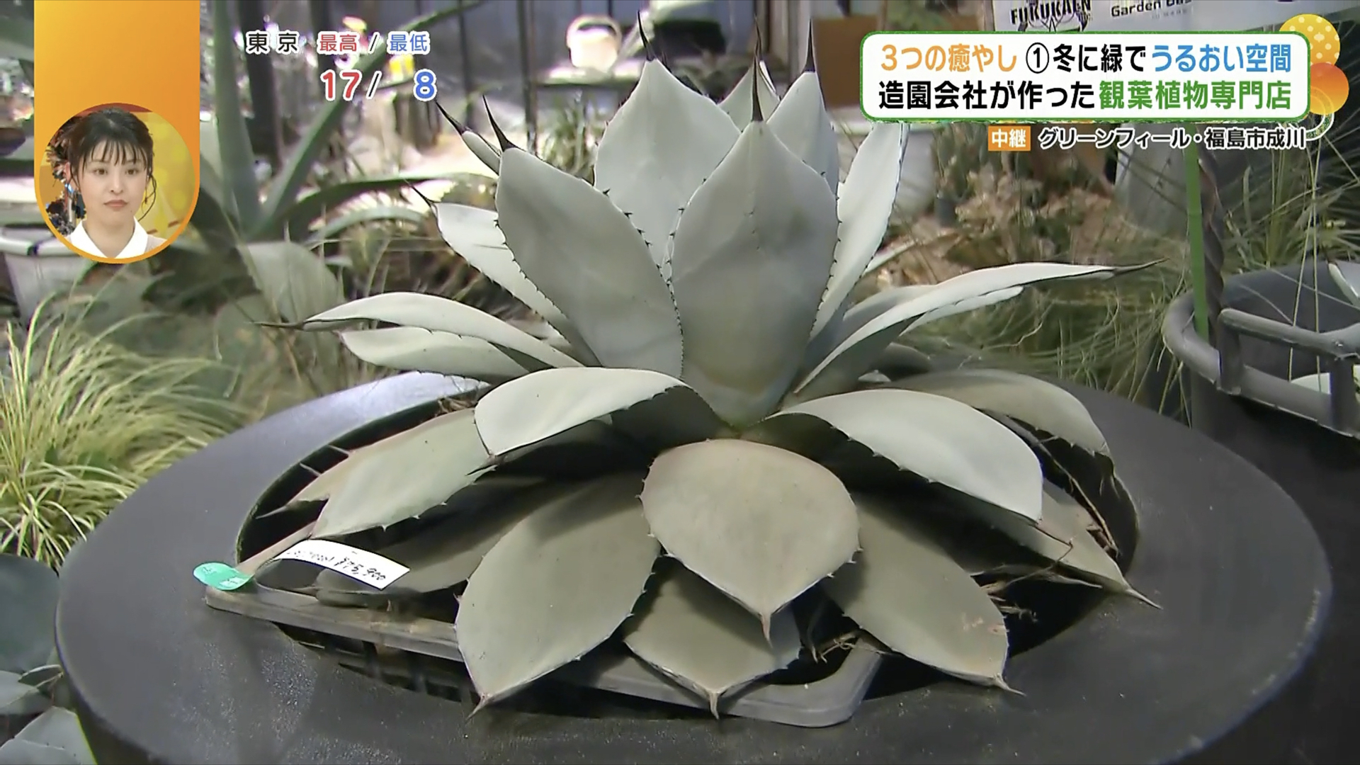 3つの癒やしの空間を一度に楽しめる場所!? 造園会社が手がける観葉植物