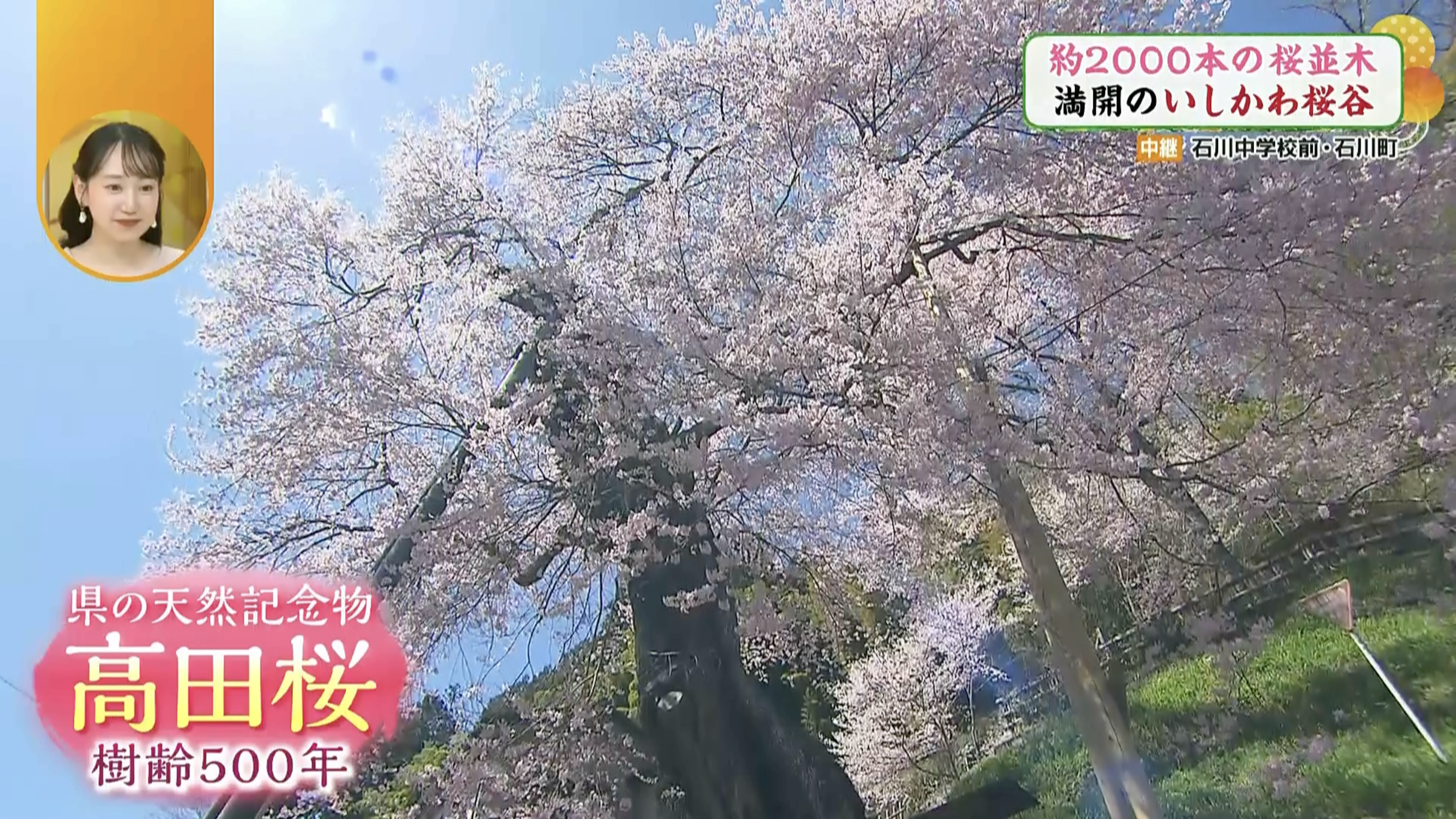 見事に咲き誇っています