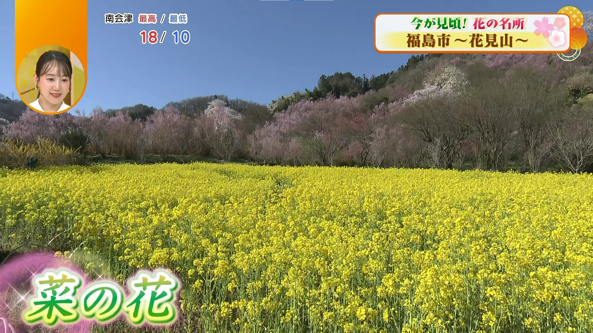 色とりどりの花が咲き競い、山全体が春色に染まる