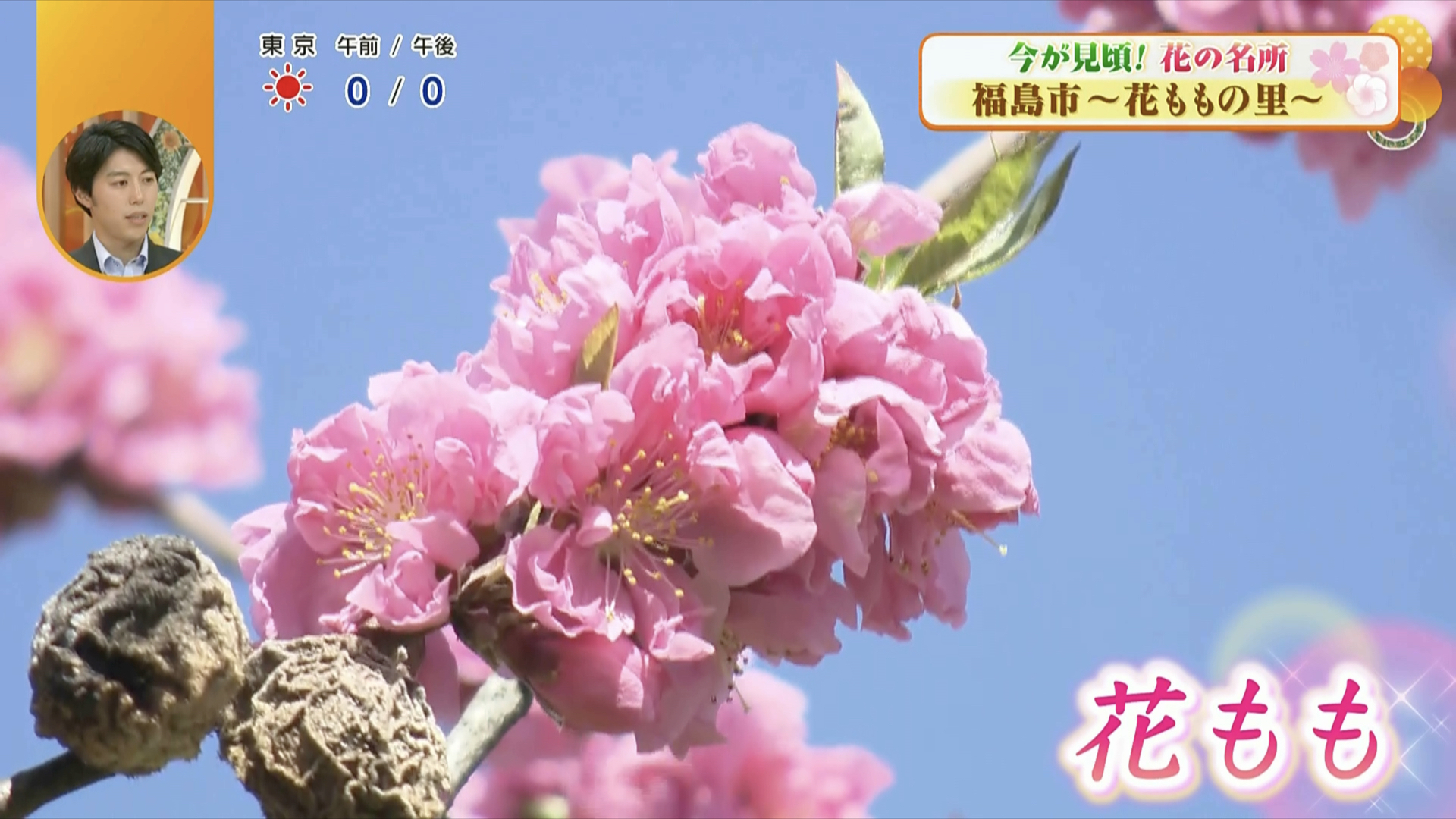 上も左右も「花もも」に囲まれて、幸せ気分に