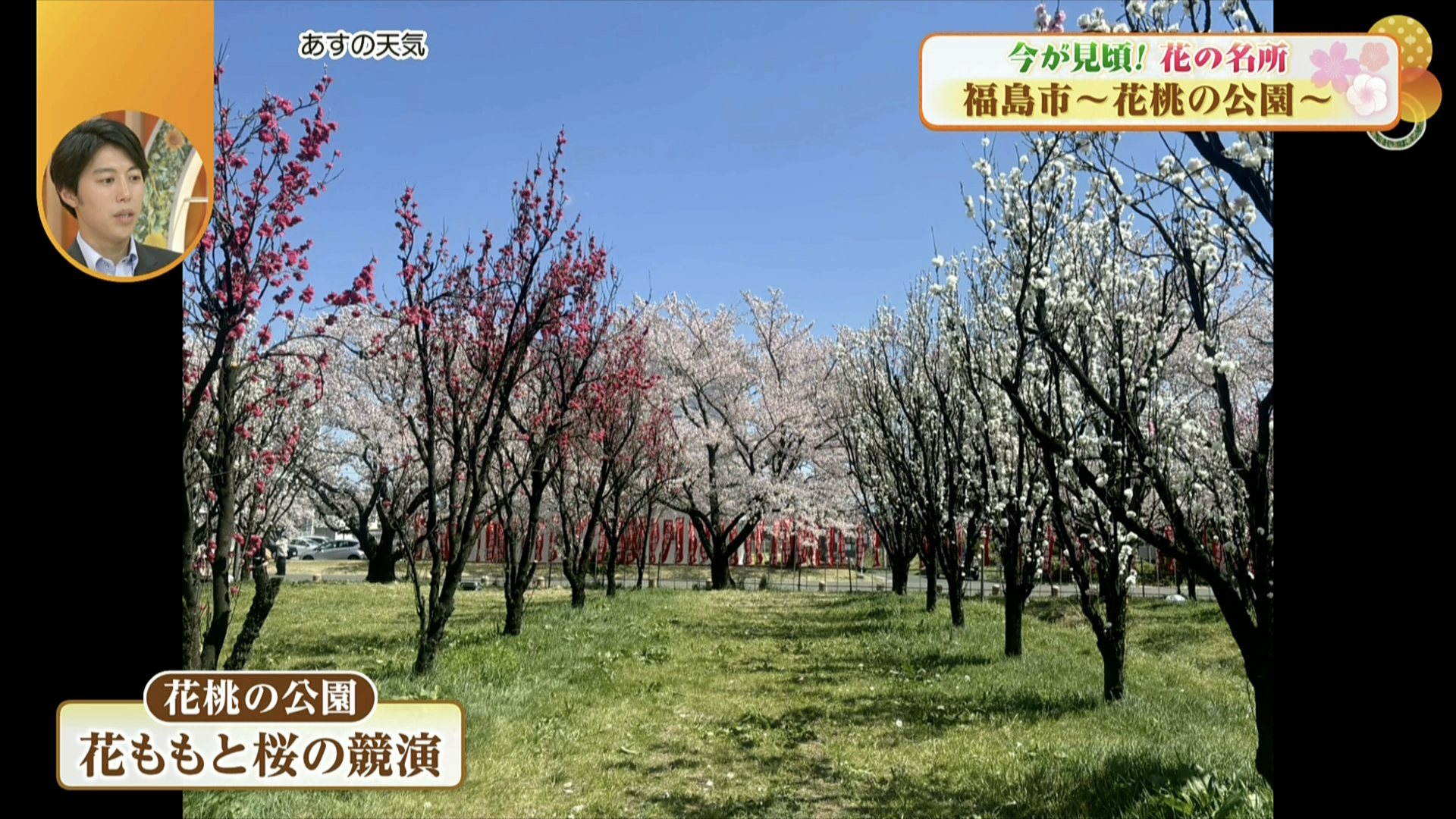 花ももと桜、そして吾妻連峰が織りなす景色