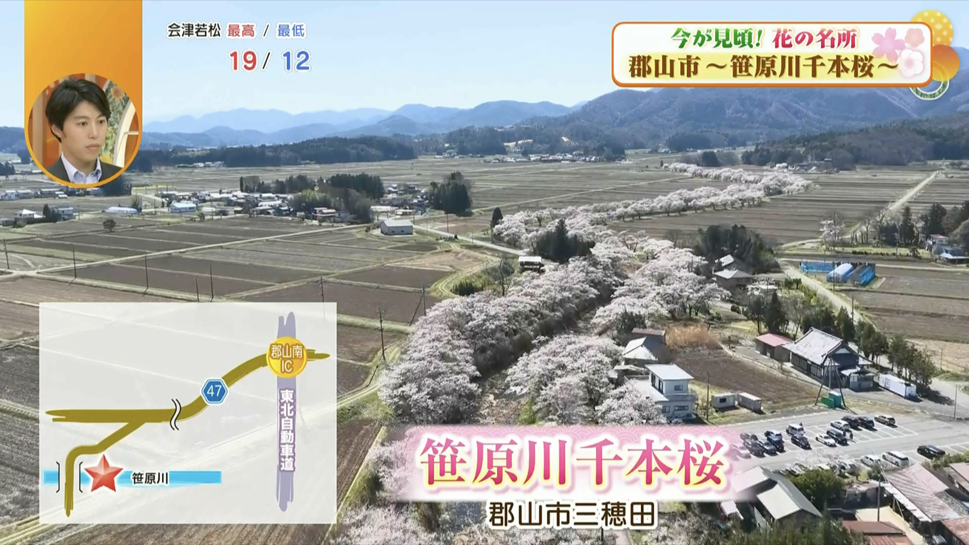 歴史を感じる桜並木