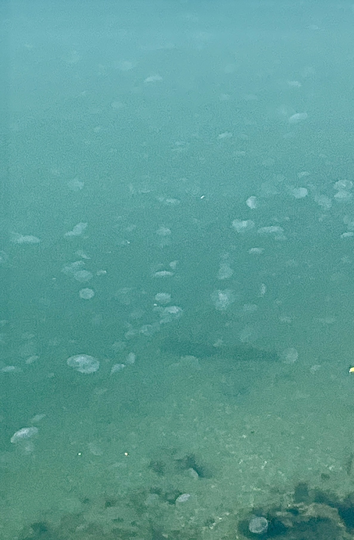 クラゲ🪼　チヌ🐟