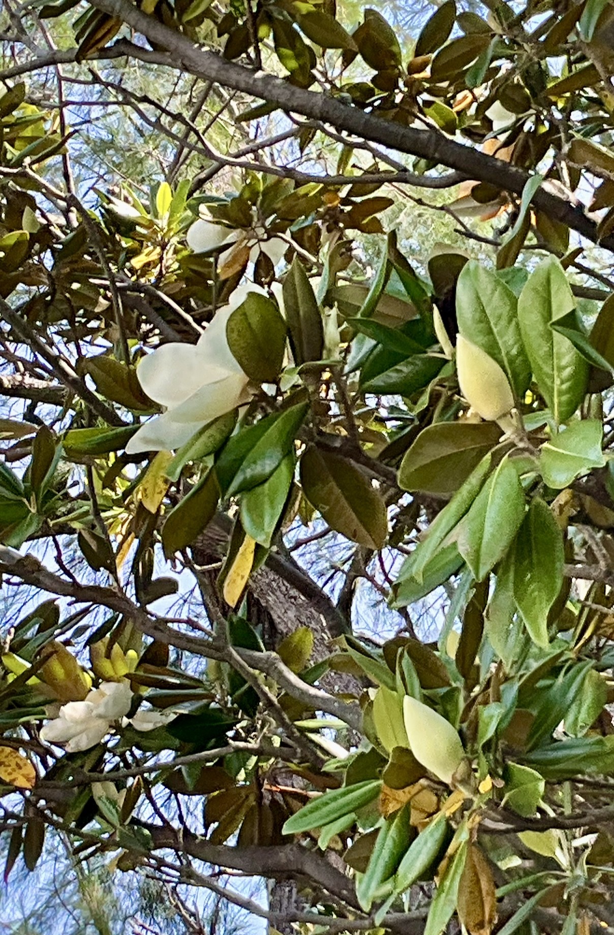 蕾もたくさん