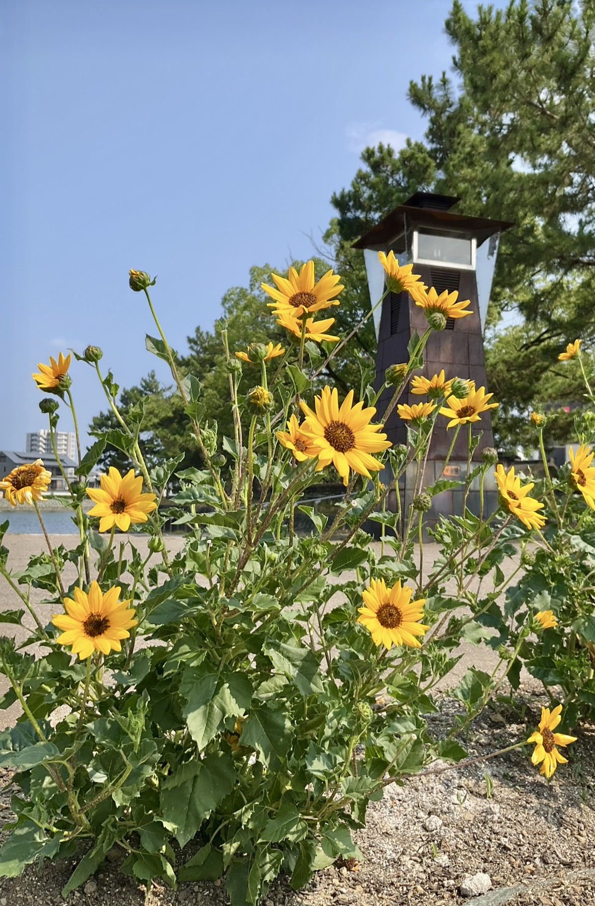 夏は　ひまわり🌻