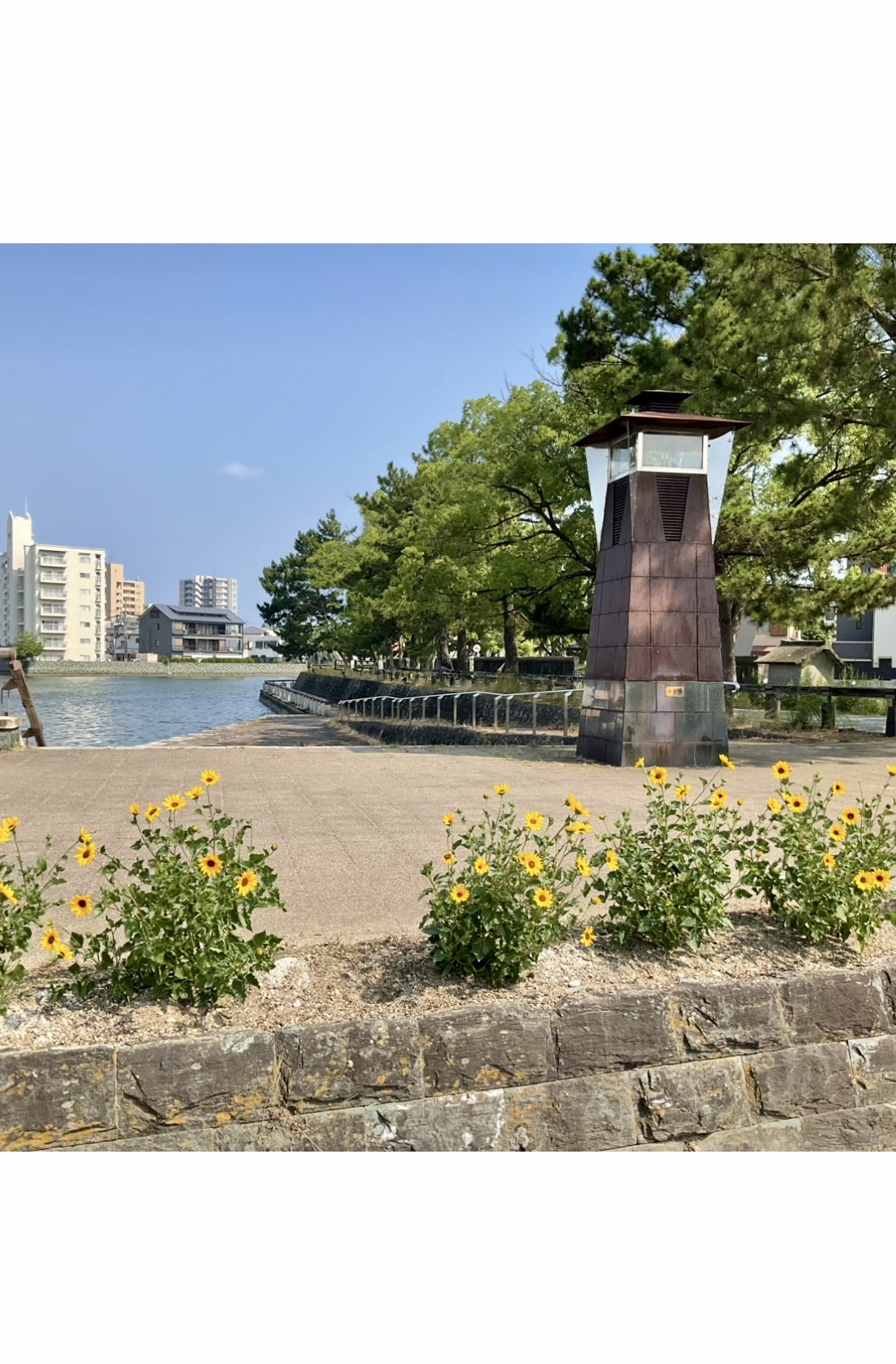 助任川河畔緑地　７月８日撮影　