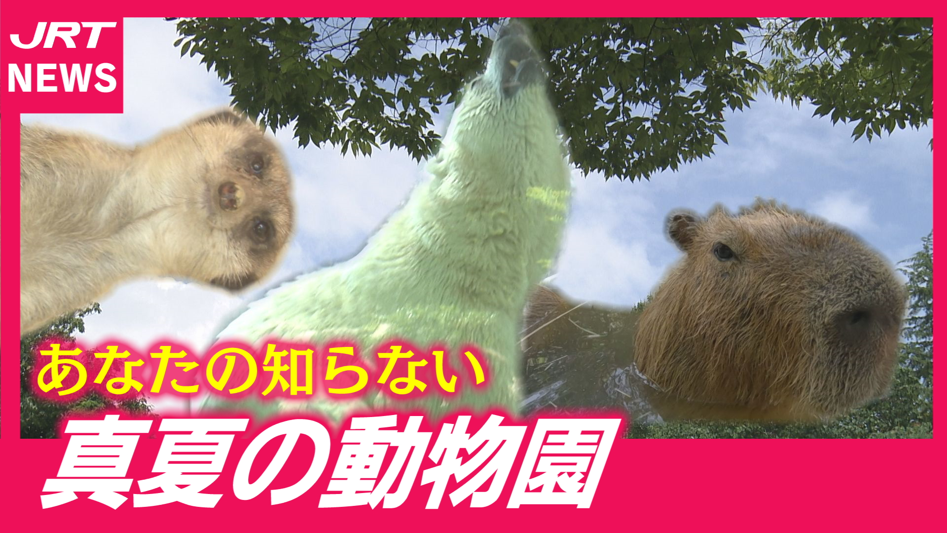 【猛暑】動物たちの“夏の過ごし方”