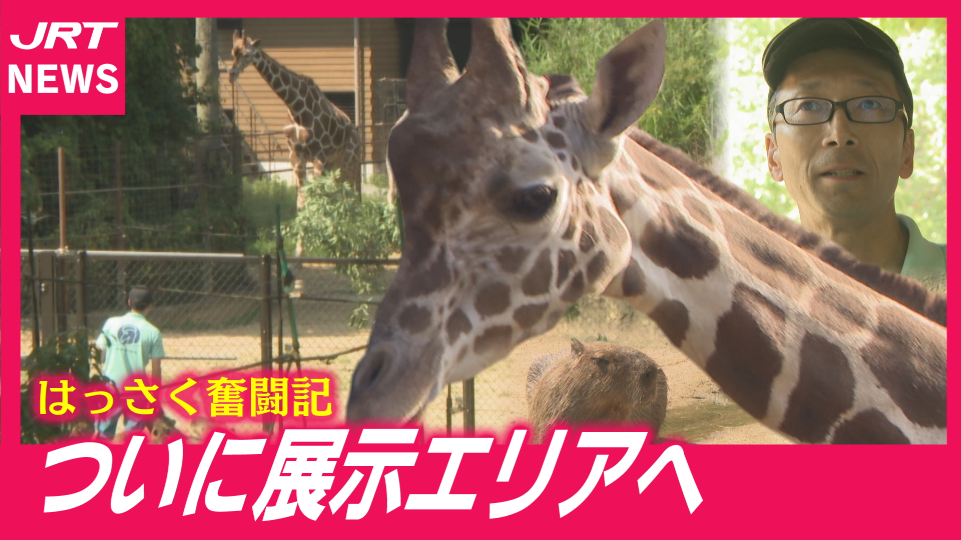 【感動】繊細キリンがついに展示エリアへ