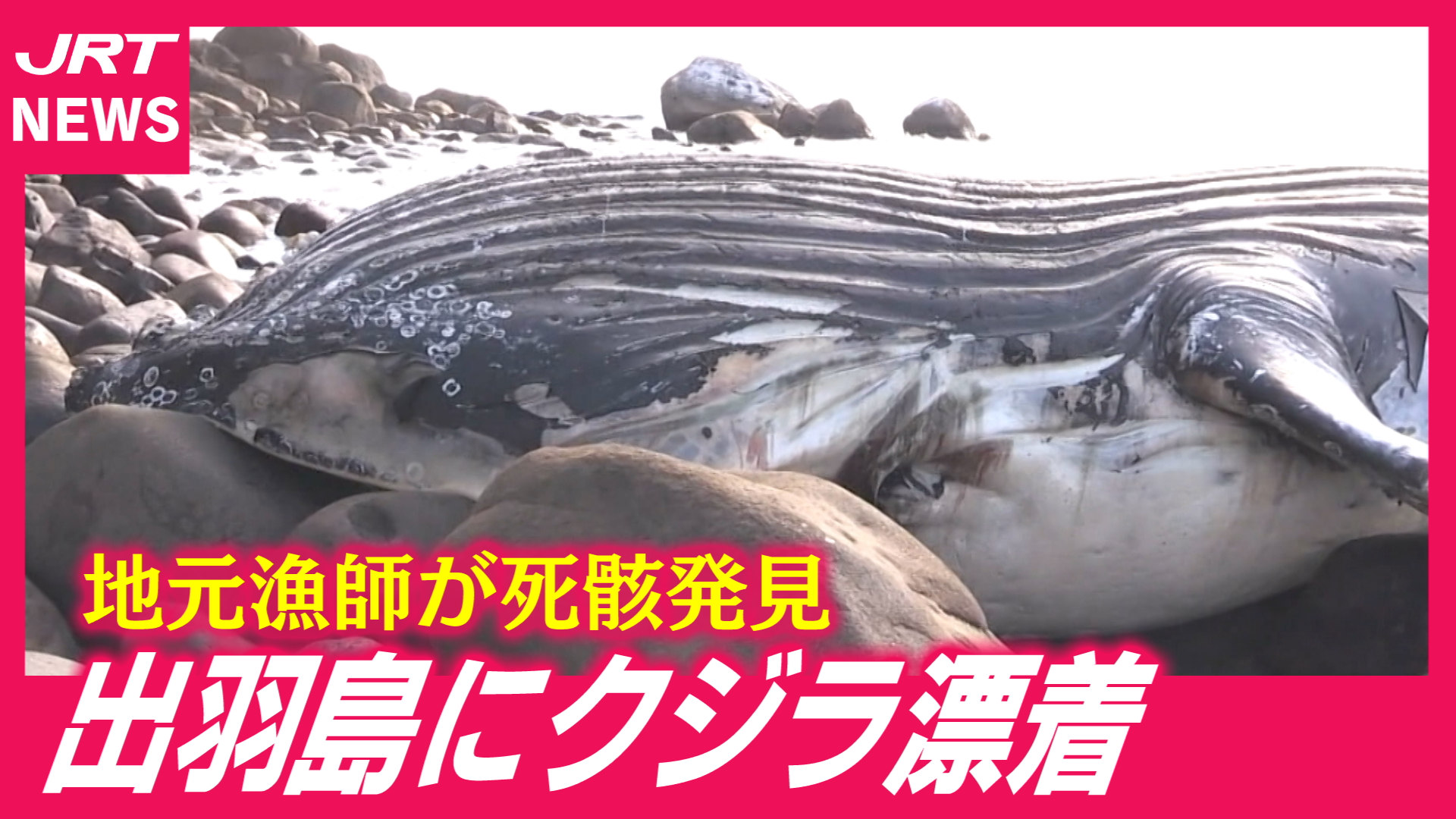 ザトウクジラ 動画｜JRT四国放送