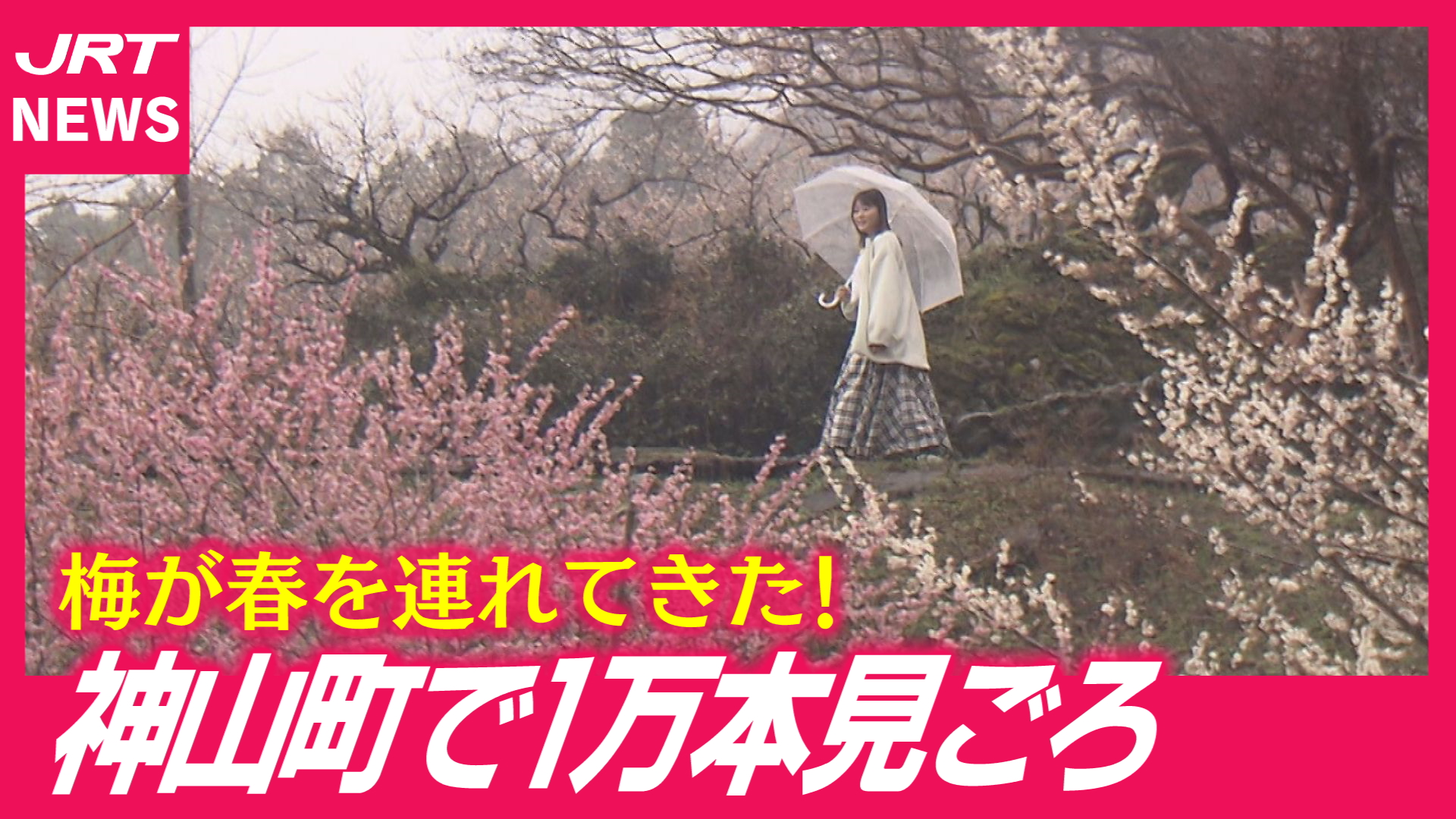 【雨でも美しい】色とりどりの梅が幻想的…神山町の春景色