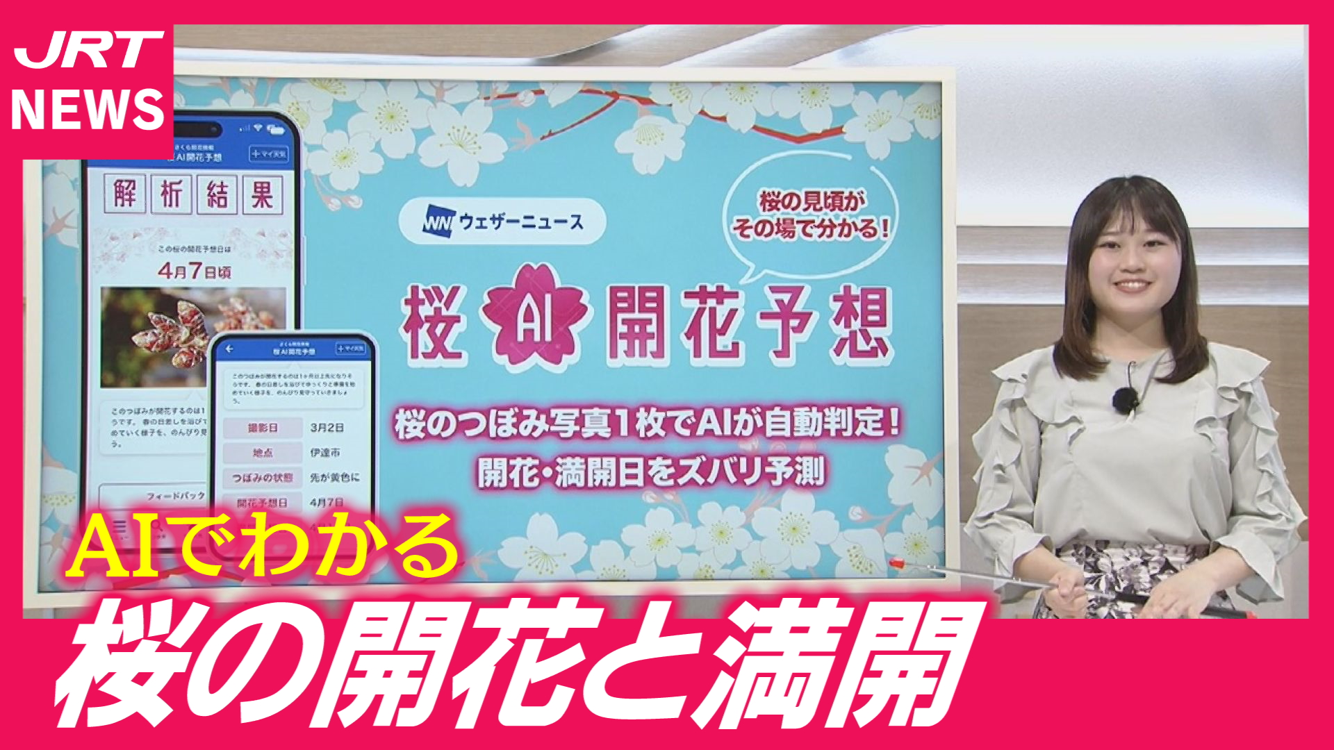 【桜AI】つぼみ撮るだけ！お花見のベストタイミングが分かる