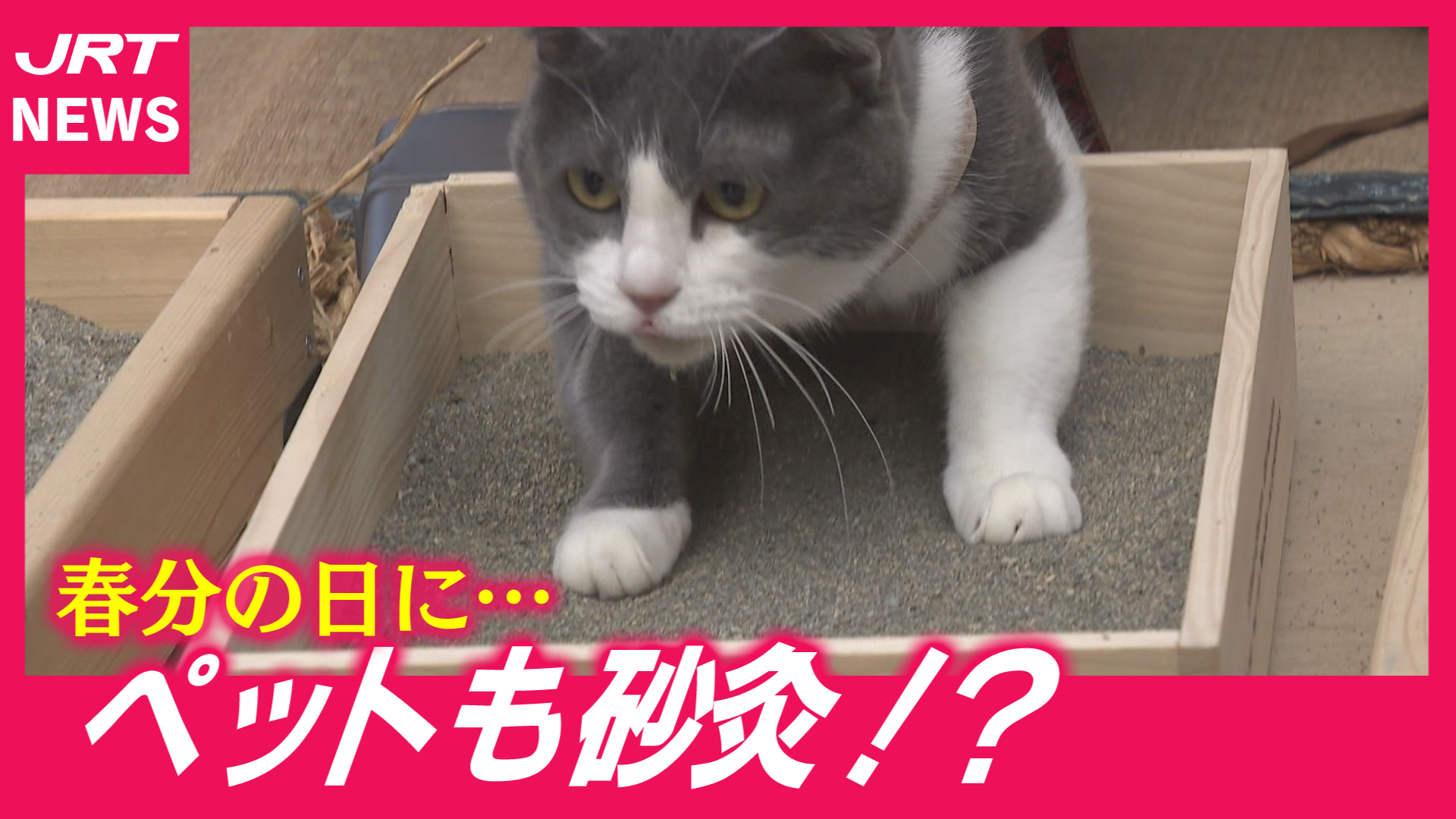 【珍百景】ペットも「砂灸」で無病息災！？　春分の日スケッチ