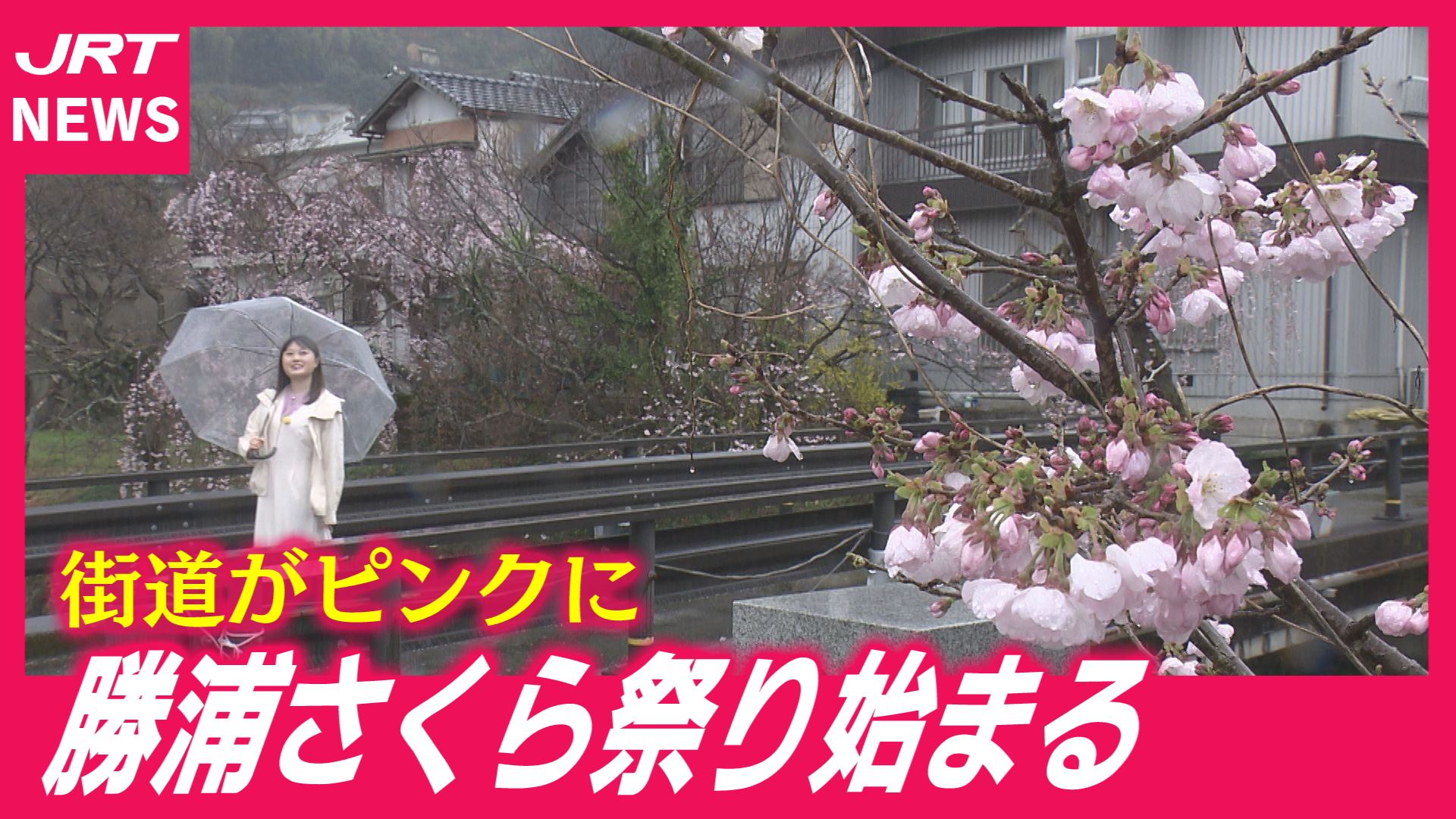【勝浦さくら祭り】雨の中でもつぼみ膨らむ“春の気配”リポート