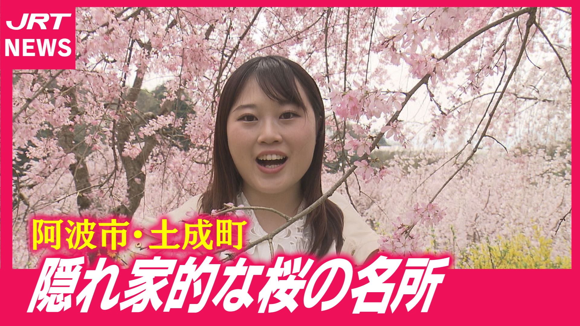 【春爛漫】隠れ家的な桜の名所探訪！視聴者からも桜の便り