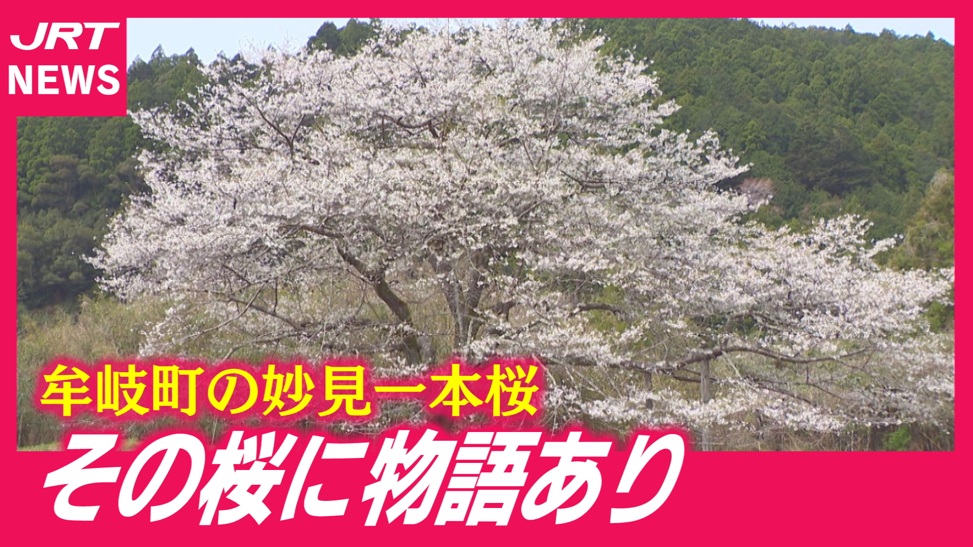 【樹齢100年】竹やぶに埋もれていた「宝の桜」住民が発掘！