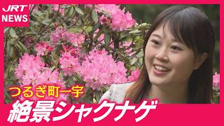 【圧巻】山あいに広がる2500本のシャクナゲ