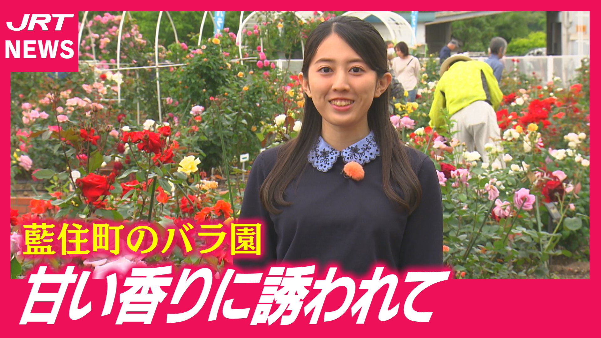 【300種類！】藍住町でバラまつり　1100株が見ごろ