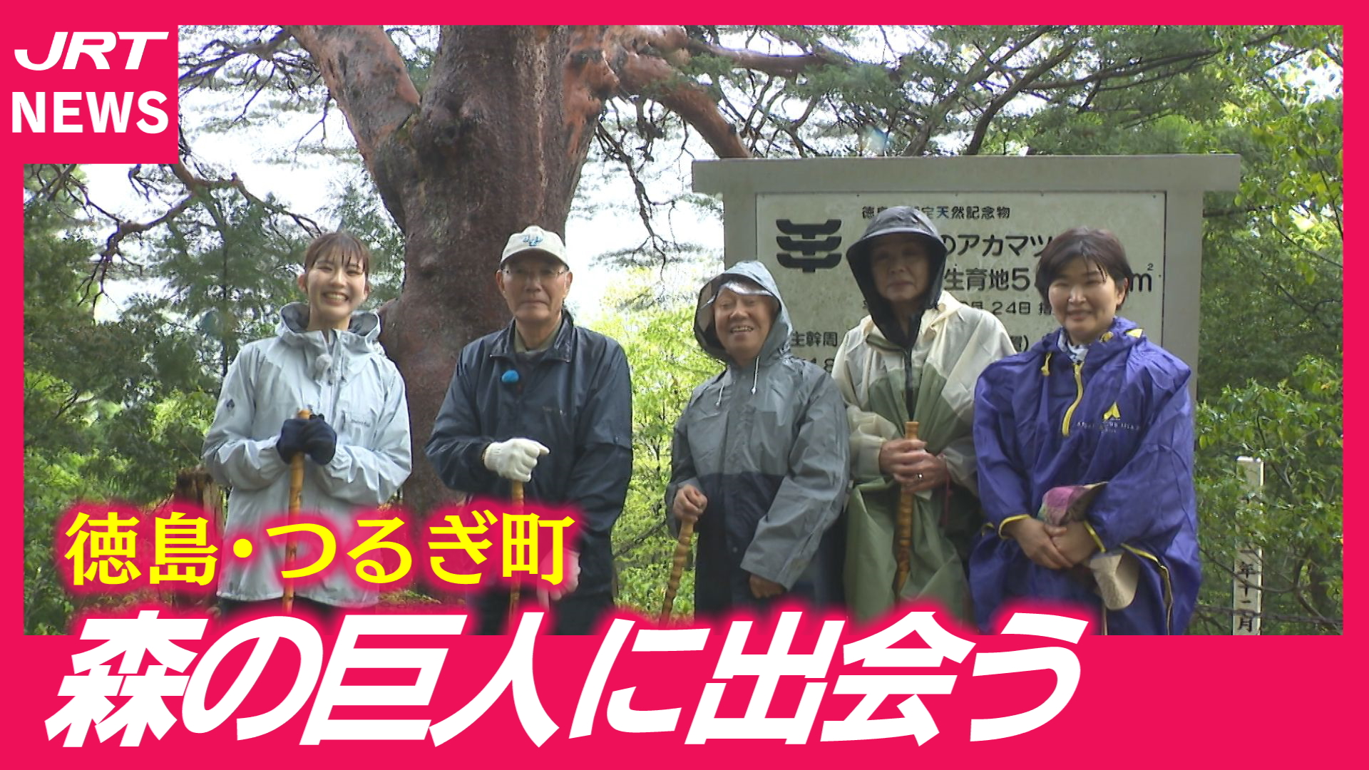 【つるぎ町】森の神秘が宿る「巨樹王国」へ