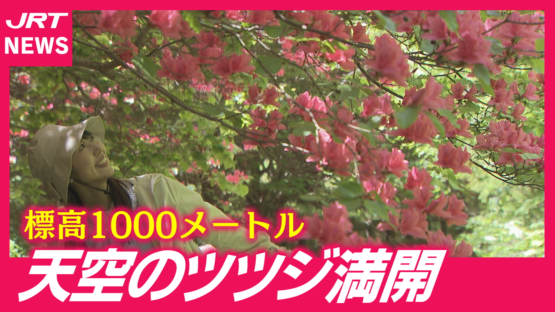 【真紅の絶景】山肌染める「船窪のオンツツジ」満開