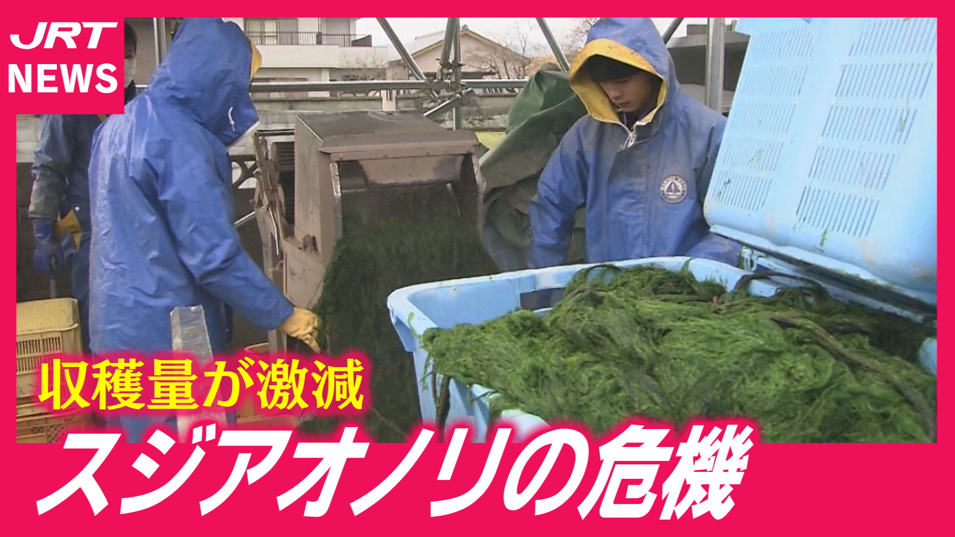 【徳島】全国一守れるか？収穫量激減のスジアオノリ