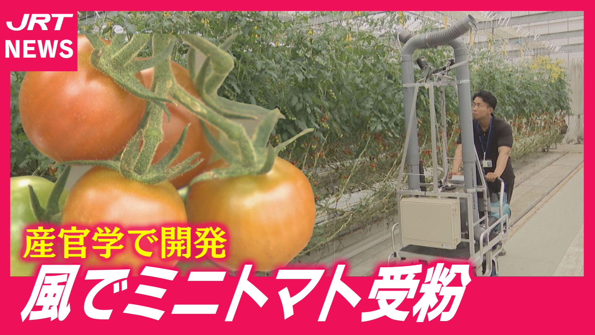 【風】温暖化でハチ働かず　ミニトマト受粉の危機を救ったのは？