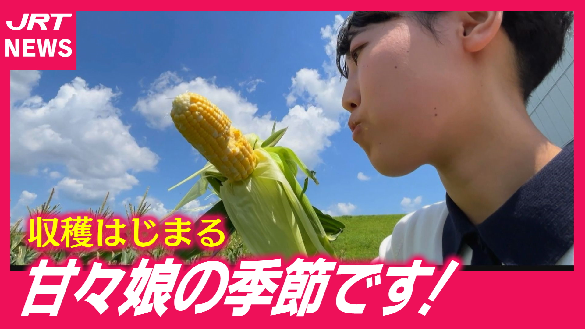 【甘々娘】吉野川市特産のスイートコーン　出来栄えは？